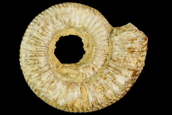 Fossil Ammonite (Dactylioceras) - England #104562